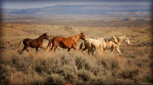The herd is varied, featuring bay, gray, sorrel, black, roan, and buckskin breeds. Sand Wash Basin Colorado Wild Horses Photo Journey Equitrekking
