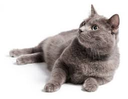 Happy Pets Veterinary Vet In South Bound Brook Happy Pets Veterinary Hospital