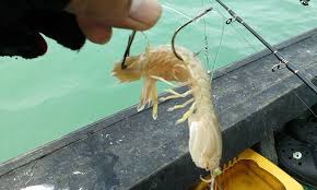 For more information and source, see on this link : Cara Terbaik Cangkuk Simpan Udang Lipan Umpan