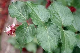 Image result for Hyparrhenia formosa