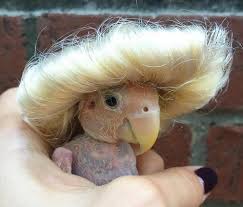 Baby Bird With No Feathers Featherless Bird Steals The Internet S Heart Cute Birds Animals Beautiful Bird