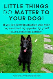 Dog Training Info Following These Steps Could Make Puppy Training Easy Puppy Training Dog Training Dog Training Obedience