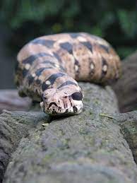At The Zoo Somehow One Of These Boa Constrictors Got Out Of Its Glass It Was Weird Almost Like I Could Talk To It Singapore Zoo Snake Lovers Super Snake