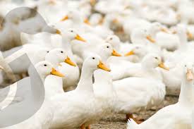 نتیجه جستجوی لغت [canard] در گوگل
