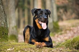 Find beauceron puppies for sale and beauceron dogs for adoption from around the world in our dog classifieds directory, or advertise your beauceron puppies and beauceron dog litters for free. Beauceron Dog Breed Pictures Info Care Guide Traits Pet Keen
