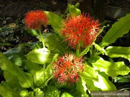 Image result for Scadoxus cinnabarinus