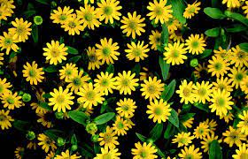 La margherita, considerata un fiore, in realtà è. Sanvitalia L Annuale Ricca Di Colori Fuori Di Verde