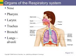 Organs Of The Respiratory System Ppt Video Online Download