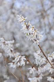 Winter Flowering Plants 10 Of The Best Planting Flowers Plants Winter Plants