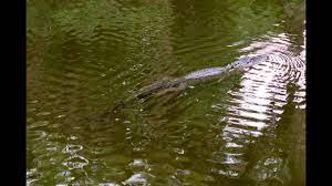 Check spelling or type a new query. Reflections And Alligators At Blue Spring State Park Youtube