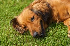 It's short enough to where you don't have to brush out any. Cockeranian Dog Breed Health Temperament Feeding And Puppies Petguide