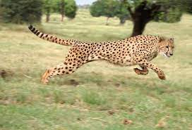 Cheetah Running After Prey In The African Bush Aff Running Cheetah Prey Bush African Ad Animals Animals Wild Cheetahs
