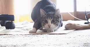 Afv.tv/afvofficial want a chance to be on afv? And Of Course This Epic Kitty Wiggle Dancing Cat Best Cat Gifs Funny Cat Videos