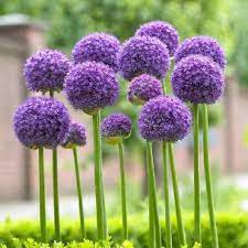 Giant Allium Gladiator Buy In Bulk At Edenbrothers Com Allium Flowers Planting Flowers Plants