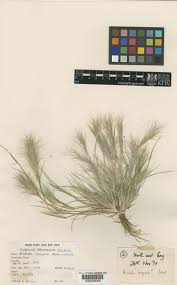 Image result for Aristida congesta