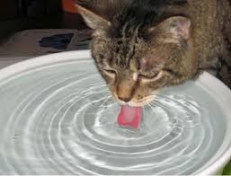 why do cats sleep in the sink?
