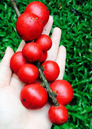 Image result for Aphanamixis