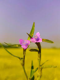 Image result for Cyanotis axillaris