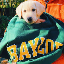 College Pets Pets Pet Dogs Dogs