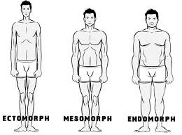 Si quieres saber más cosas de mí, sígueme. Korpertypen Die 3 Korpertypen Stoffwechseltypen Endomorph Korper Sport Fitness