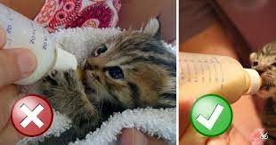 Anda ibu bapa baru yang ada soalan tentang penyusuan susu ibu seperti berapa kerap kena menyusu bayi panduan kekerapan menyusu bayi dan cara menyusukan bayi baru lahir. Teknik Menyusukan Anak Kucing Baru Lahir Fanatik Kucing