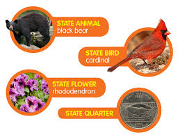 West Virginia West Virginia Virginia State Birds