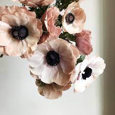 Lori Orlando On Instagram Over The Past Few Years These Dusted Anemone Have Become A Love Day Tradition Of Ou Anemone Flower Flower Images Beautiful Flowers
