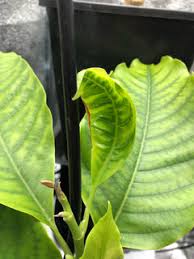 Maybe you would like to learn more about one of these? Michelia Alba Problem All New Leaves Turn Brown And Die