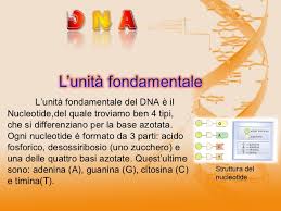Tesina Per L Esame Di Licenza Di Terza Media 2