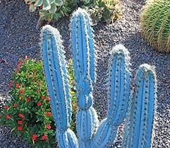 Rare pilosocereus purpureus @j@ exotic color columnar cacti cactus seed 10 seeds | ebay. 500pcs Exotic Euphorbia Obesa Succulent Cactus Seeds Bonsai Seeds Hot Sale Perennial Seeds Seeds Bulbs