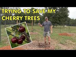 In any case, we can also make the mix ourselves. Saving My Cherry Trees From Transplant Shock With Root Stimulator Youtube