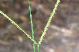 Image result for Paspalum conjugatum