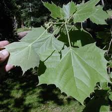 Image result for Platanus
