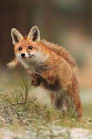 Best animal compassion quotes selected by thousands of our users! Hippity Hop Foxes Fox Cute Animals Cubs Cutie Wow Lol Gift Gifts Shirt Foxy Furry Animal Fuchs Fuchse Raposo Fuchs Haustier Wilde Tiere Tiere