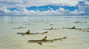 Deutsche vertretungen auf den seychellen. Seychellen Zuruck Zum Paradies National Geographic