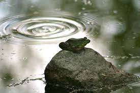 What should i do if i buy a toad? Frogs And Toads Great For Your Garden A Healthy Life For Me