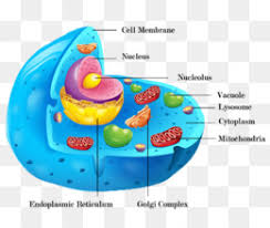 Cilia and flagella—aid in cellular locomotion. Golgi Apparatus Png Golgi Apparatus Slogan Golgi Apparatus Black And White Golgi Apparatus Diagram Golgi Apparatus In A Cell Golgi Apparatus Location Golgi Apparatus Labeled Plant Golgi Apparatus Golgi Apparatus Job Golgi Apparatus Animal Cell