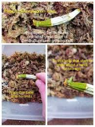 Maybe you would like to learn more about one of these? 44 Current Spikes And Keiki Ideas Types Of Orchids Orchids Keiki
