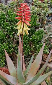 Image result for Aloe arborescens × inyangensis