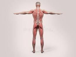 We know it can be difficult to learn the concepts of anatomy if you don't know what some the upper limb is the organ of the body, responsible for manual activities. Human Anatomy With Back View Of Full Body Stock Illustration Illustration Of Legs Arms 62933248