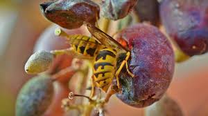 Pin Auf Wespenschutz