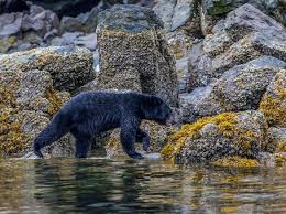 Alaska When The Tide Is Out The Table Is Set Black Bear Alaska Wildlife Bear Photos