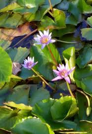 Image result for Nymphaea