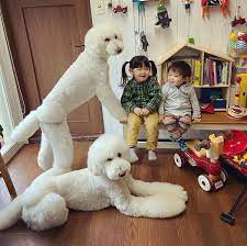 Grandma's 3 Poodles Are Best Friends With Her Young Grandkids