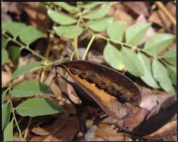 Image result for Erythrophleum