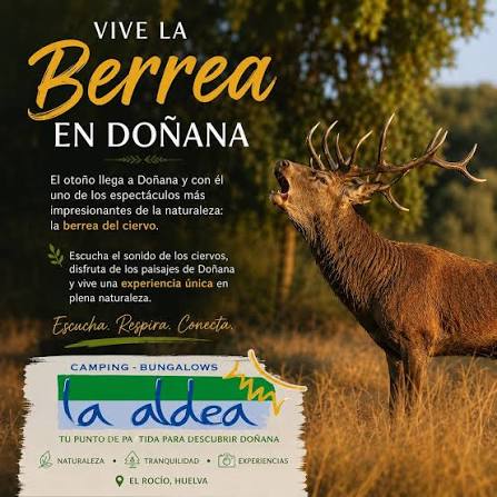 🦌🍂 VIVE LA BERREA EN DOÑANA 🍂🦌 El otoño llega a Doñana y con él uno de los espectáculos más impresionantes de la naturaleza: la berrea.🌿 Escucha el sonido de los ciervos,