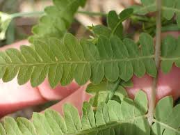 Image result for Thelypteris confluens