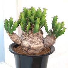 Image result for Euphorbia crebrifolia