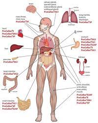 Project status (early january, 2021) Organ Map Human Body Koibana Info Human Body Organs Human Body Anatomy Body Anatomy Organs