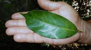 Image result for Cordia sp.A.